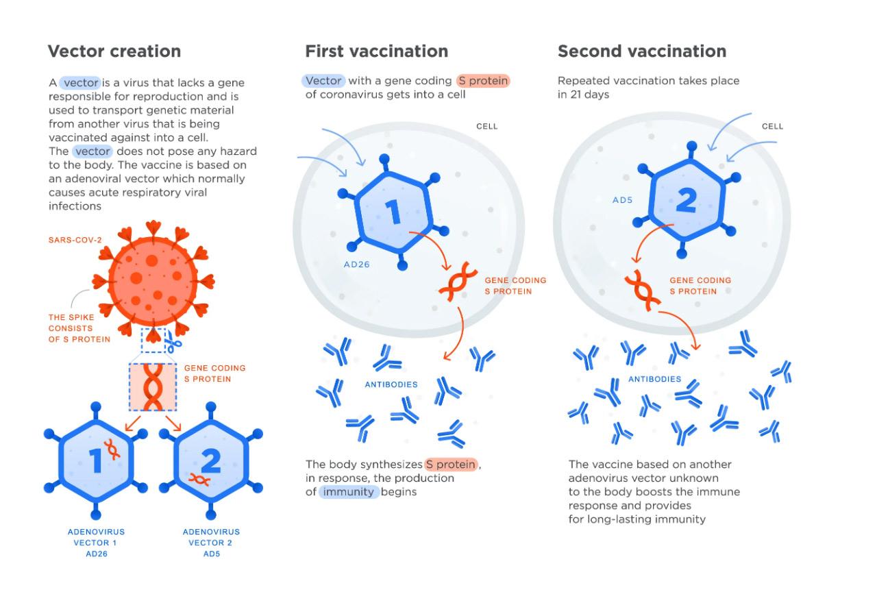 Первая вакцина от коронавируса. Принцип действия вакцины Спутник v. Схема действия вакцины Спутник v. Схема действия векторной вакцины. Механизм действия векторной вакцины.