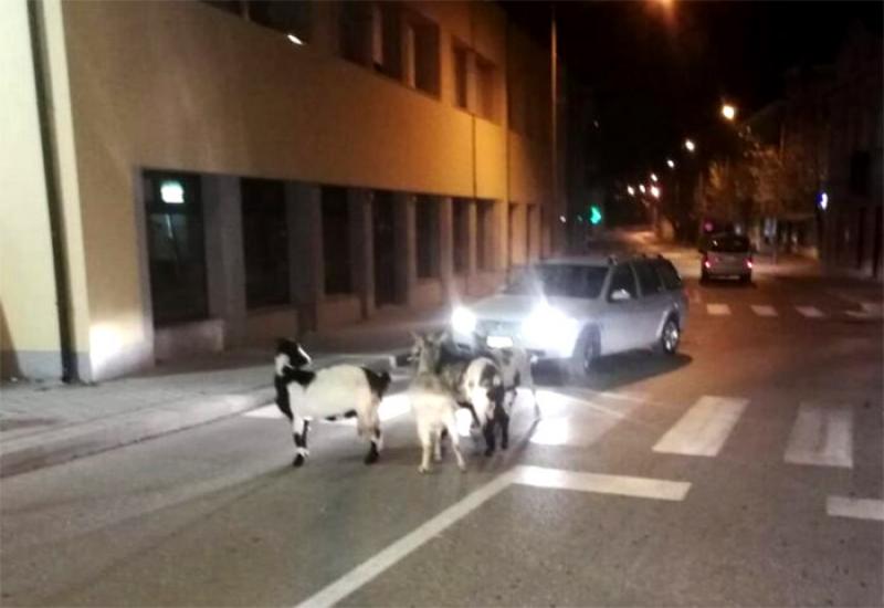 Koze u Tomislavgradu - Netko je rano krenuo na izbore
