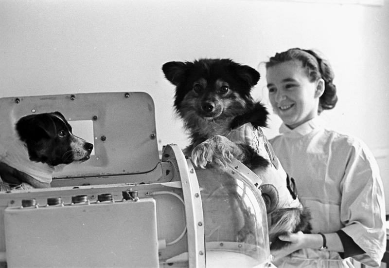 Veterok i Ugoljok u laboratoriju Instituta za medicinsko-biološke probleme - Kako su dva psa u svemiru pokrenula 