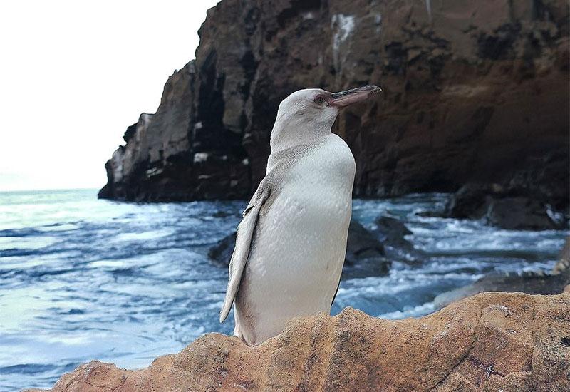 Pronađen rijetki bijeli pingvin