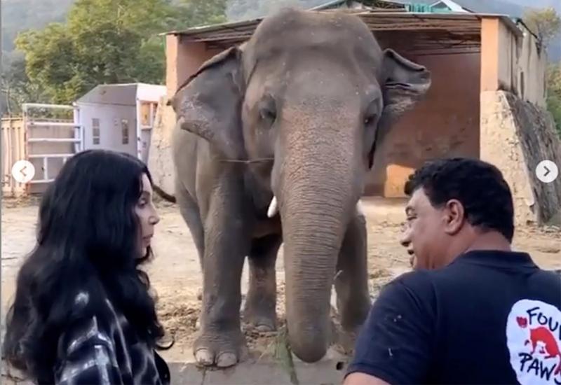 Cher spasila slona
