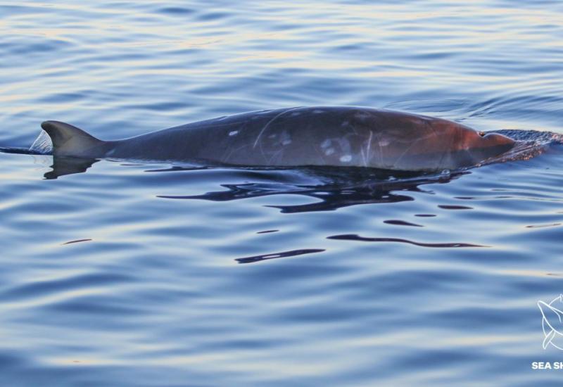 Znanstvenici vjeruju da su u Meksiku pronašli novu vrstu kljunastog kita 