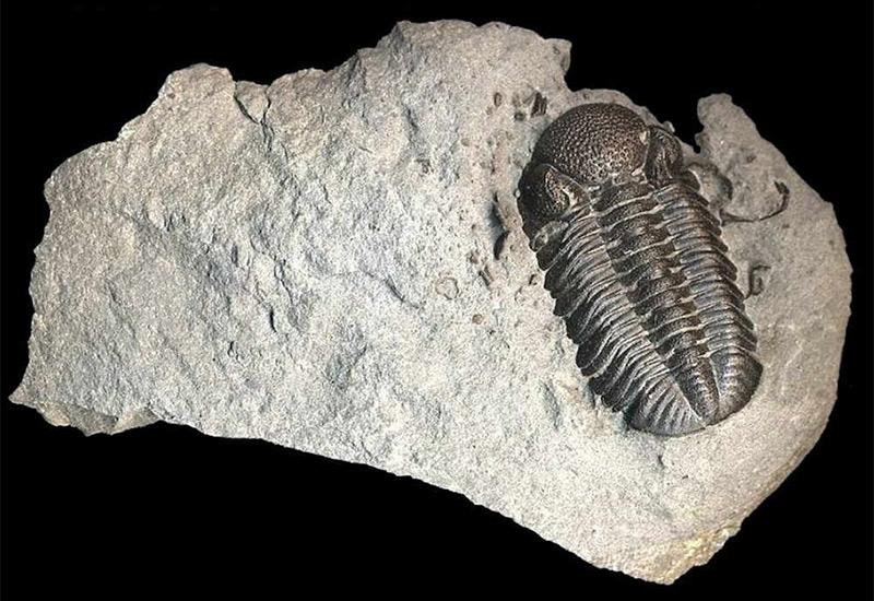 Trilobiti – Otkriće staro 500 milijuna godina