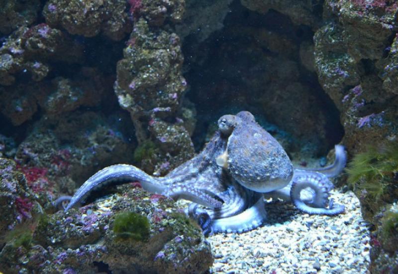 Disciplina - zašto hobotnice udaraju pipcima ribe koje im se približe