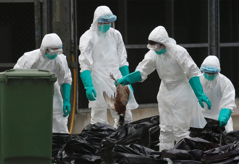 Širenje ptičje gripe bit će "krivac" za novu pandemiju u budućnosti