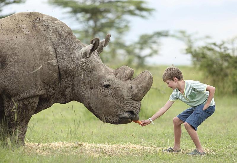 Rogovi nosoroga sve su manji, a evo i zašto