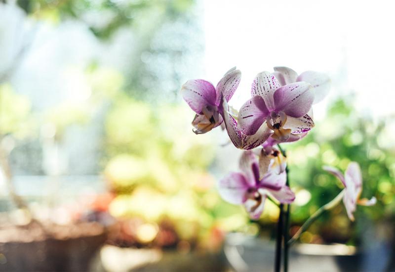 Evo kako spasiti orhideju 