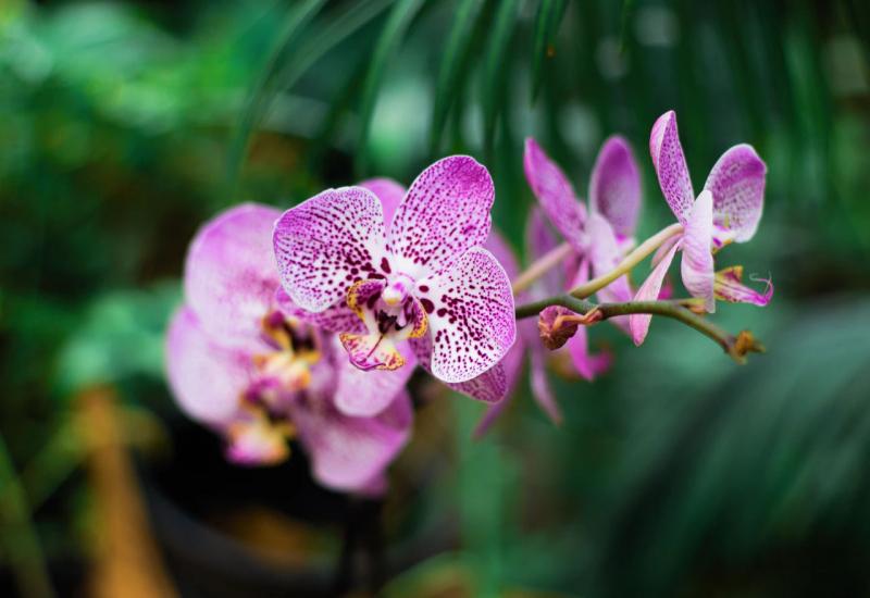 Ilustracija orhideja - Ne stavljajte ovih 5 biljaka blizu radijatora