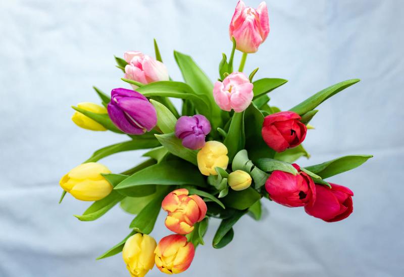 Savjeti kako da vam tulipani što dulje ostanu svježi
