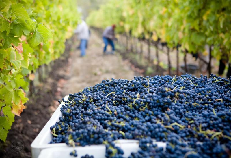 Pjana brda iz Stoca promovira ljubav prema vinu i vinarstvu