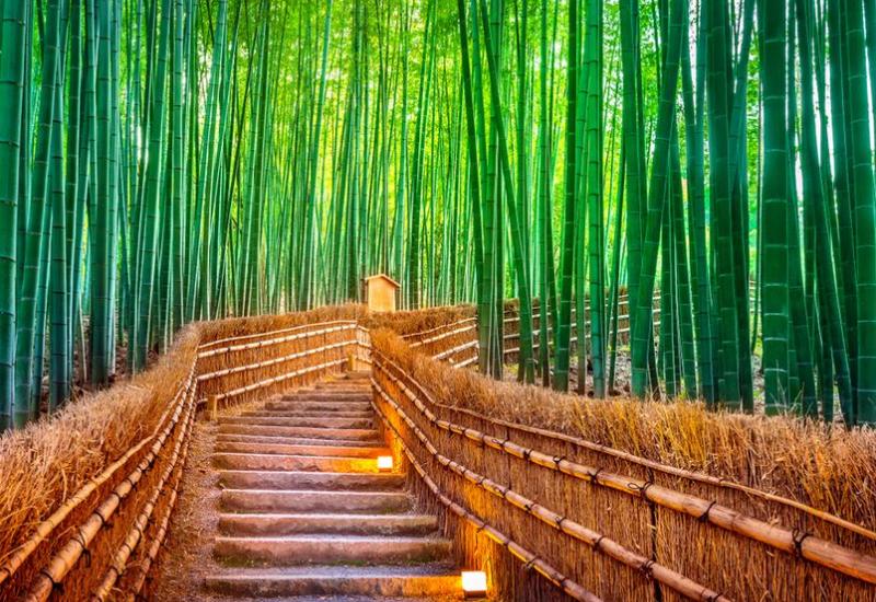 Slavna šuma bambusa koja je razočarala mnoge turiste