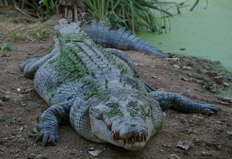 Pobjegli krokodili iz uzgajališta