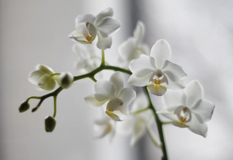 Zašto vaše orhideje ne cvjetaju?