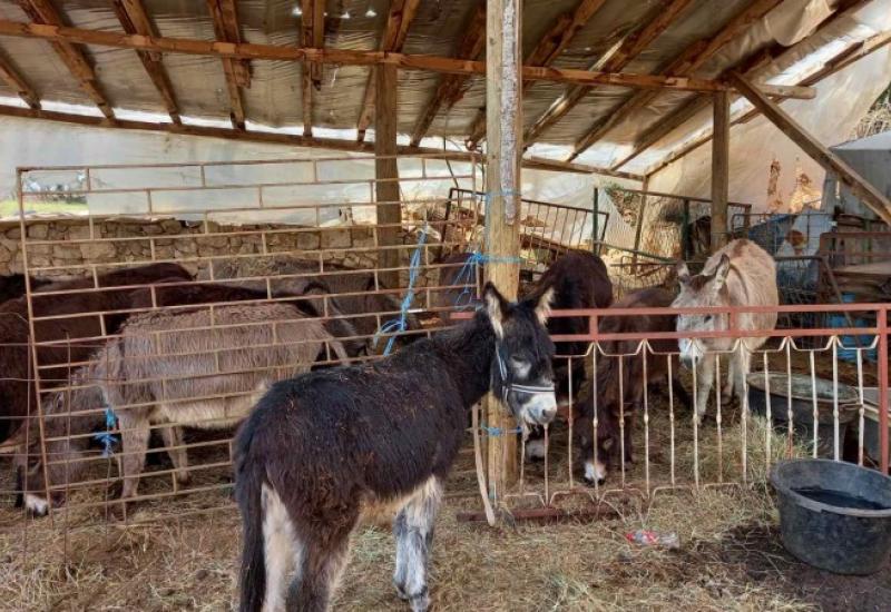 Ljekovito magareće mlijeko iz Gruda kupuju i Švicarci, Francuzi, Šveđani