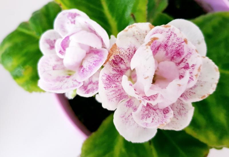 Ljubitelji biljaka: Gloksinija će vas nagraditi predivnim cvjetovima