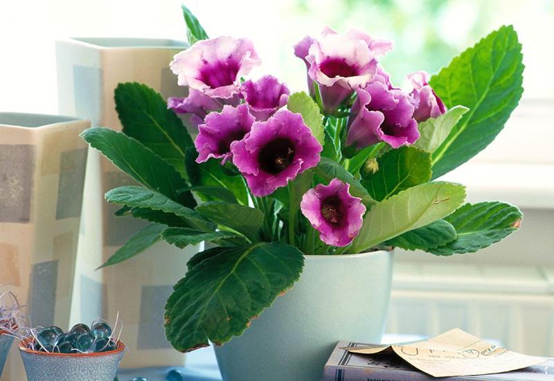 Gloksinija - Ljubitelji biljaka: Gloksinija će vas nagraditi predivnim cvjetovima