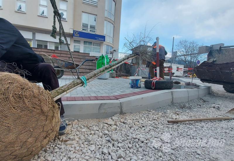 Mostar: Novi drvored na novoj prometnici