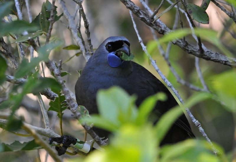 Prepoznatljiva ptica pjevica sa Novog Zelanda spašena od izumiranja