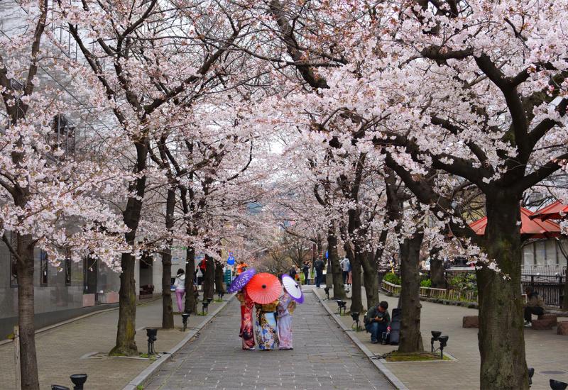 Zastrašujuća istina iza najranijeg cvjetanja trešnje u Japanu