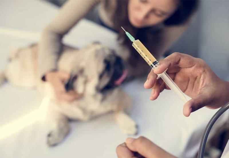 Rusija razvila prvo cjepivo protiv koronavirusa za životinje