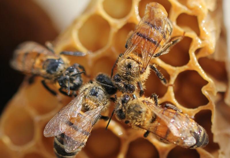 Pčelarstvo u Hercegovini suočeno s problemima: Nema perspektive, nema ni meda