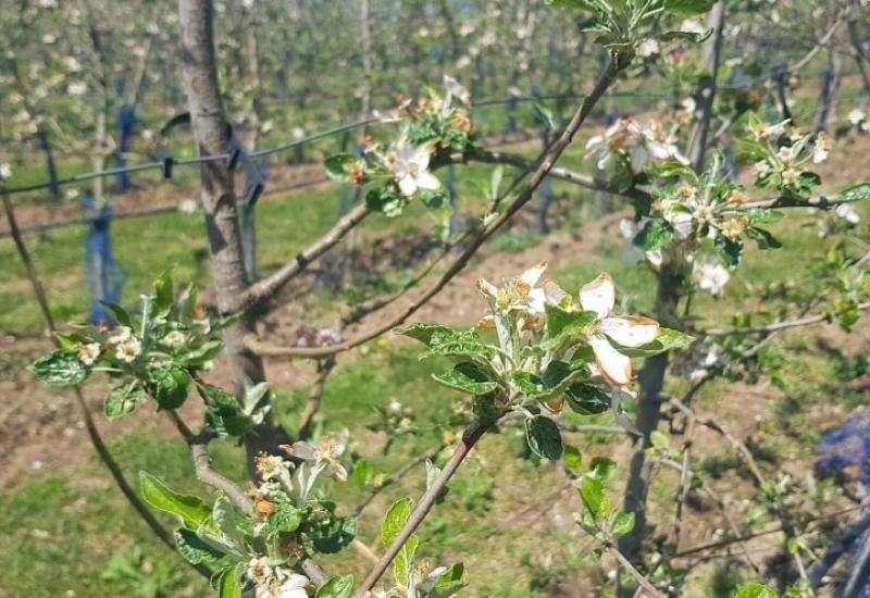 Prevrtljivo proljeće: Kako zaštititi voćke od mraza