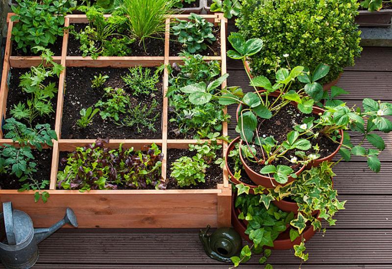 Zalijevajte biljke češće, ali u manjim količinama - Čega se trebate pridržavati da bi vaš mali začinski vrt uspio