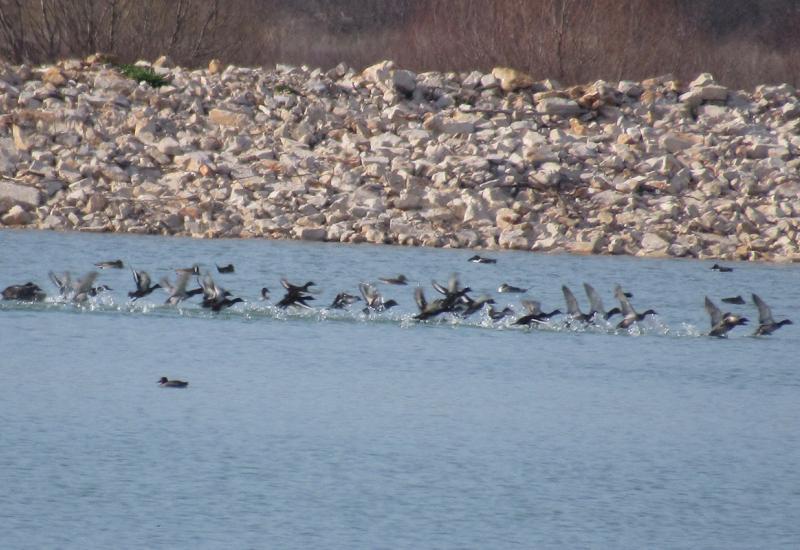 Hoće li Mostarsko blato postati međunarodno priznato stanište za ptice?