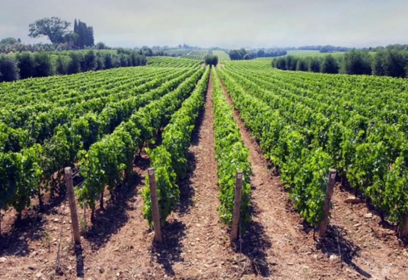 Vinograd - Obavijest za vinogradare