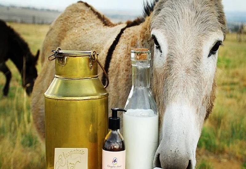 Ljudi prelaze i više stotina kilometara kako bi kupili magareće mlijeko iz Sovića