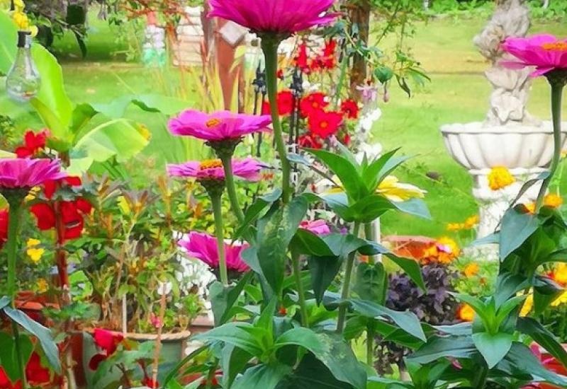 Vrt pun cvijeća - Budite oprezni: Biljke koje vam mogu stvarati probleme u vrtu