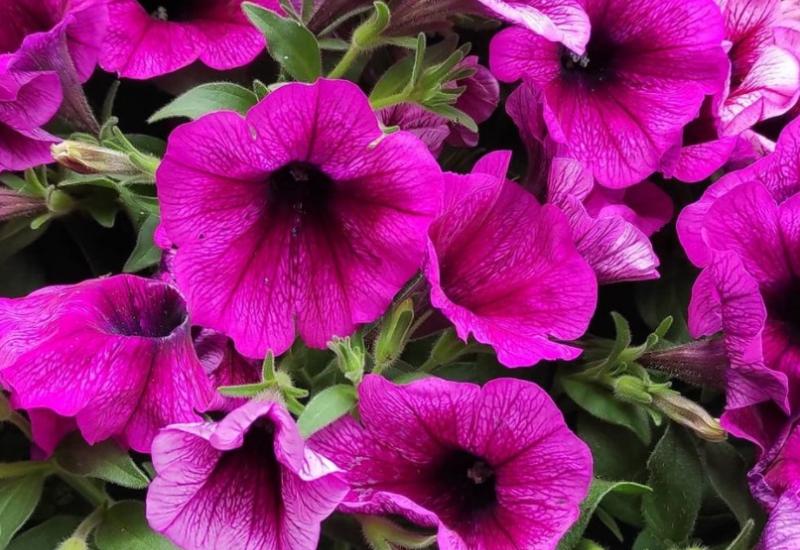 Petunije - Petunije su idealno cvijeće: Ne traže puno njege, a savršeno izgledaju
