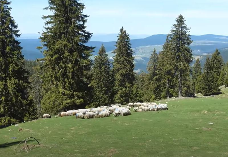 Priča s Vlašića: Kako je živjeti s ovcama i od ovaca