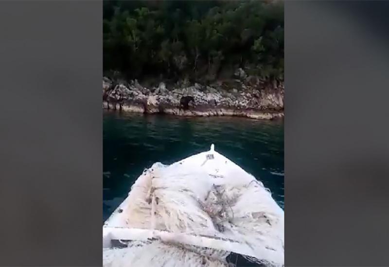 Medvjed se kupao u moru u blizini Neuma - VIDEO | Medvjed se kupao u moru u blizini Neuma