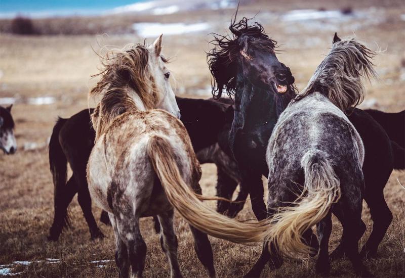 Potencijal kojeg Livno nije prepoznalo: Divlji konji svačiji, a kad treba ničiji