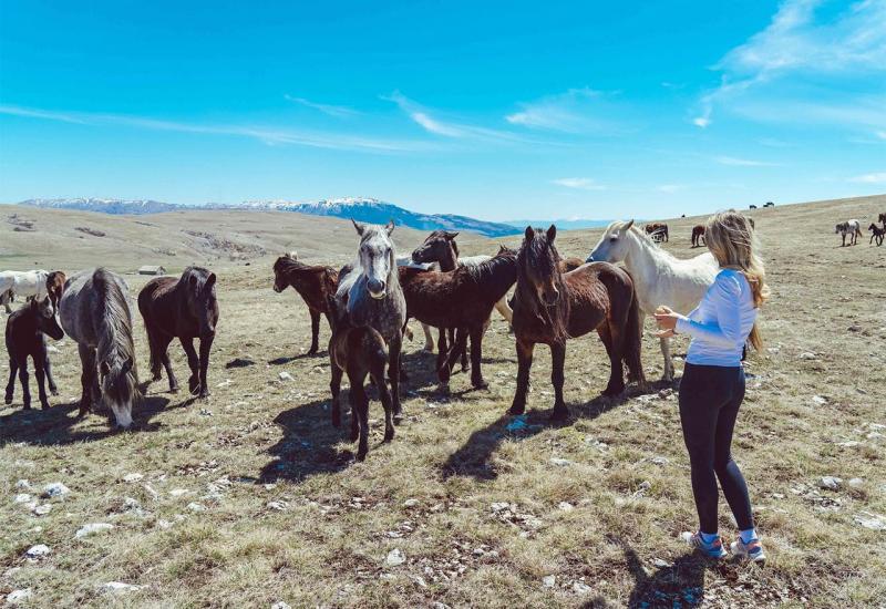 Nestvarno lijepi divlji konji, jedinstvena atrakcija u Europi - Nestvarno lijepi divlji konji – potencijal koji Livno nije prepoznalo