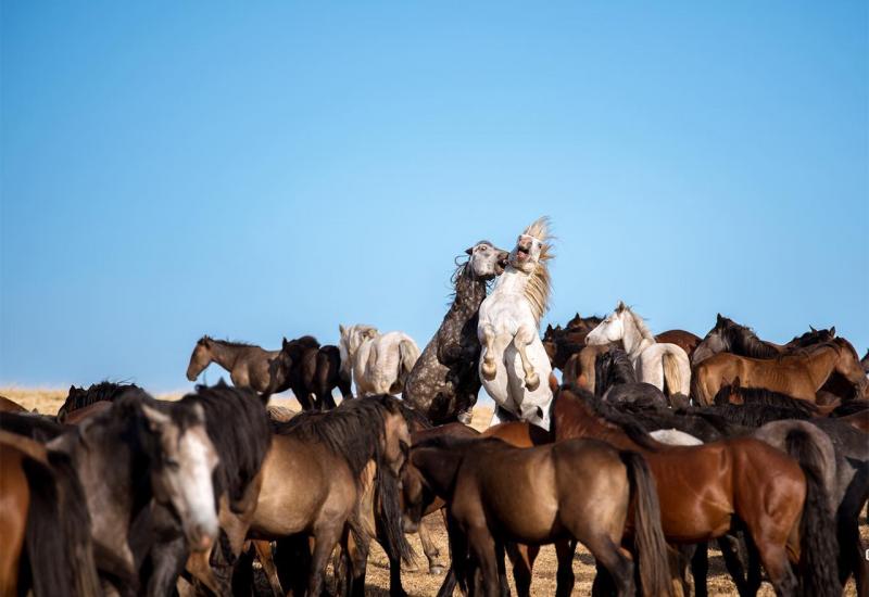 Nestvarno lijepi divlji konji, jedinstvena atrakcija u Europi - Livno sve privlačnije | Dolaze radi divljih konja, ostaju radi prirodnih ljepota