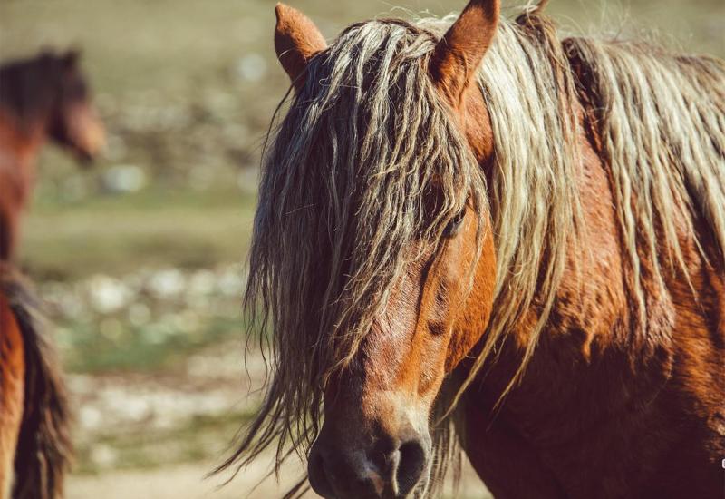 Nestvarno lijepi divlji konji, jedinstvena atrakcija u Europi - Nestvarno lijepi divlji konji – potencijal koji Livno nije prepoznalo