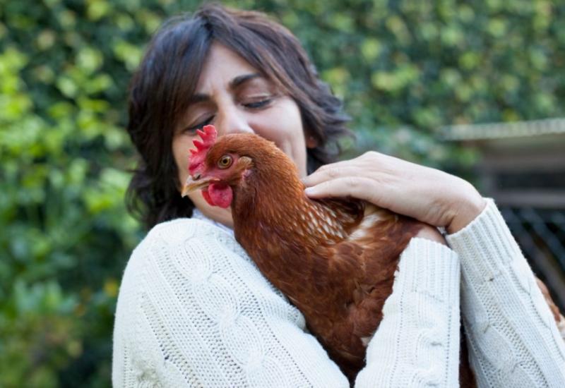 Vlast upozorava: Ne ljubite svoje kokoši