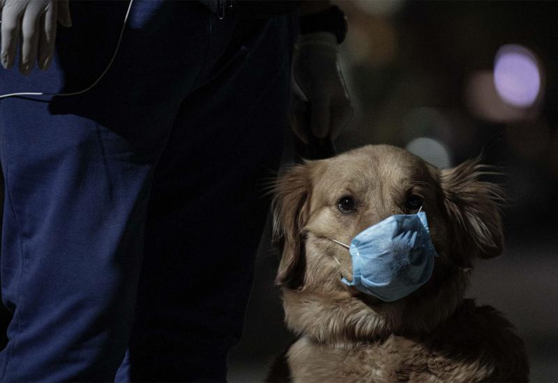 Nova pandemija: Pronađen koronavirus koji je vjerojatno s psa prešao na ljude