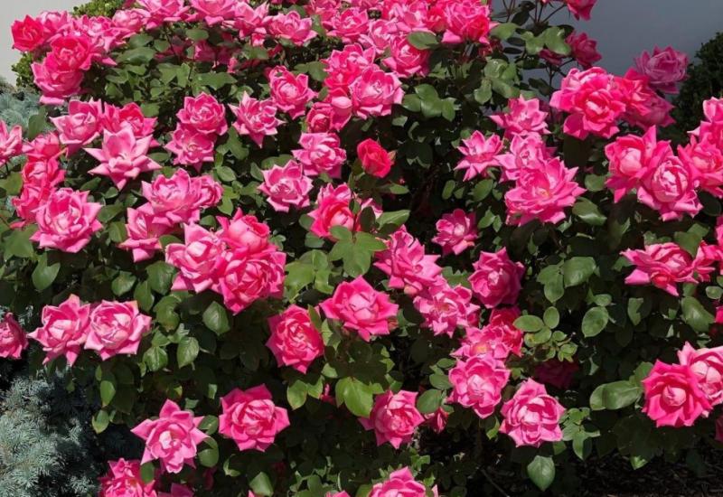 Ruže - Talog od kave može učiniti čuda u vašem vrtu