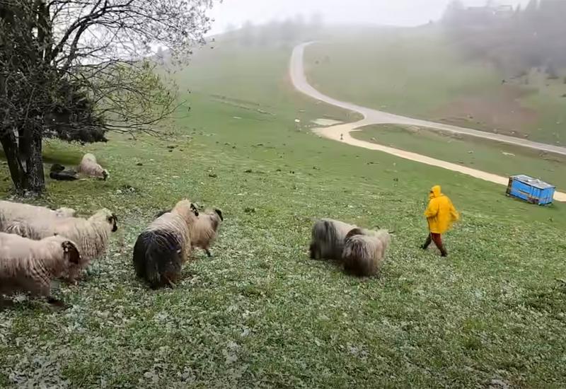Zbogom pastiri, stižu dronovi za nadzor stoke