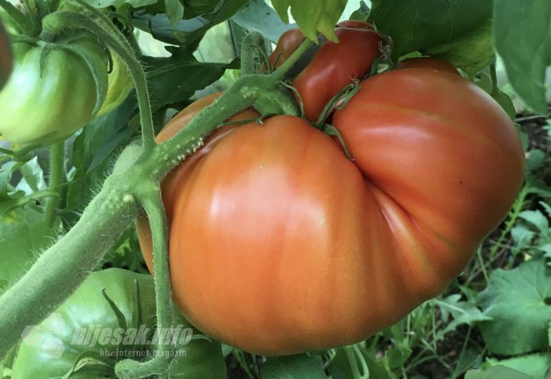 Izbjegnite greške: Osigurajte si rekordan prinos rajčice