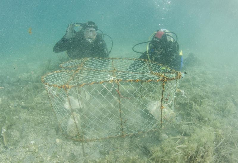  U Jadranu ugroženo 70 posto morskih pasa i raža