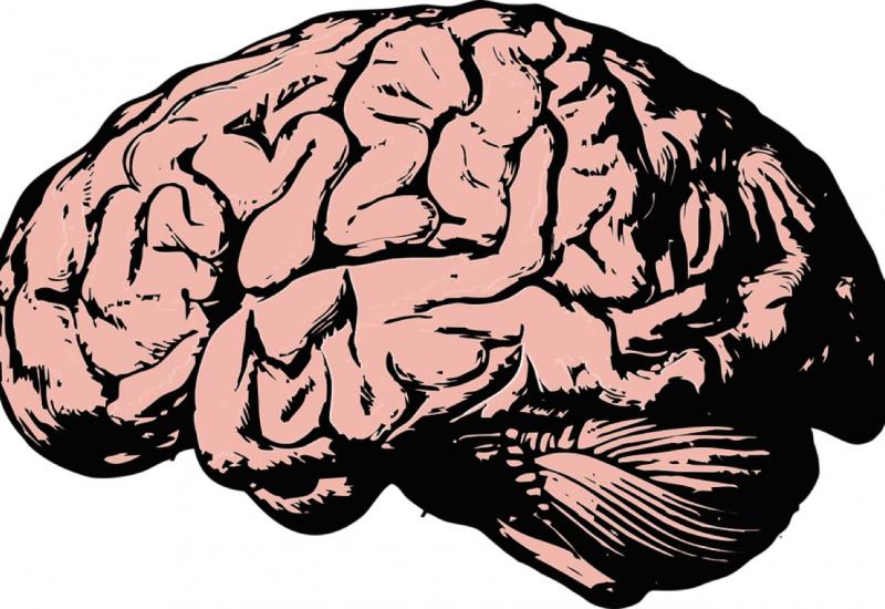 Muški mozak ima puno zajedničkog s testisima
