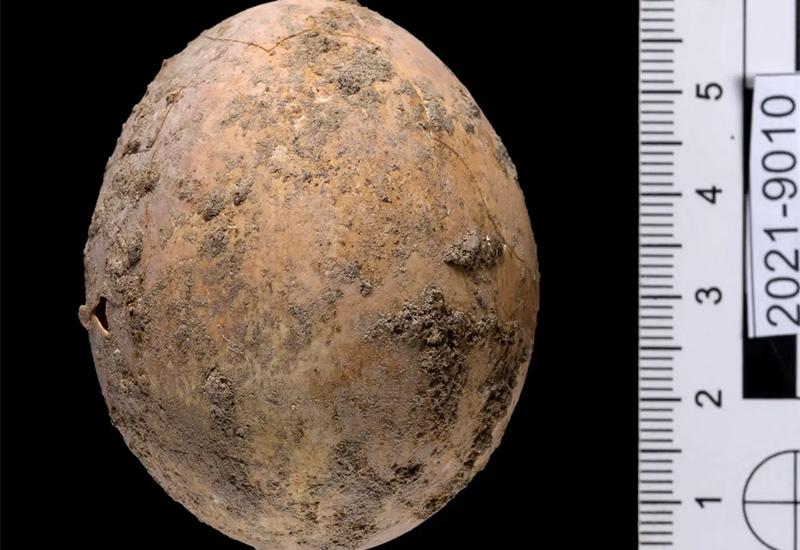 Yoli Schwartz/Israel Antiquities Authority - Pronađeno jaje staro 1000 godina
