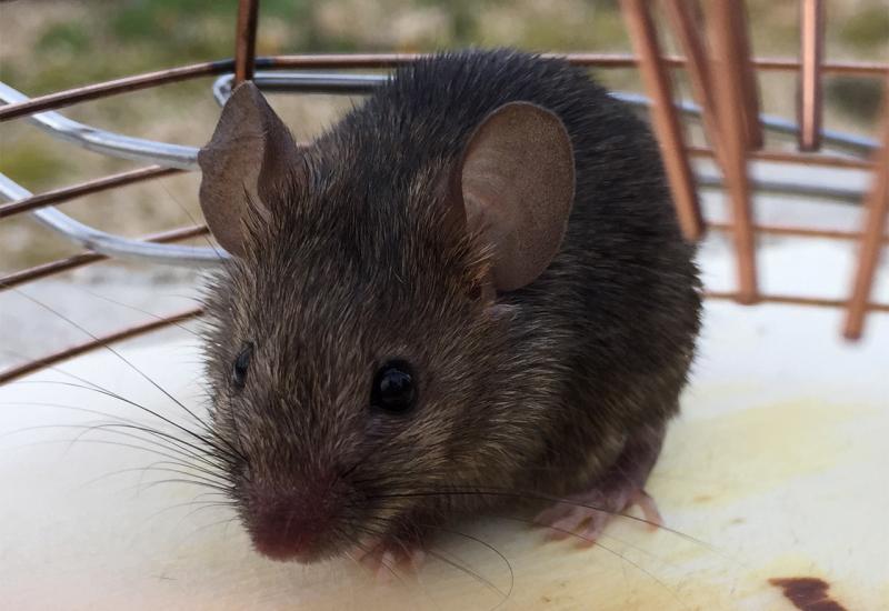 Evo kako se možete zaraziti mišjom groznicom: Prepoznajte opasne simptome