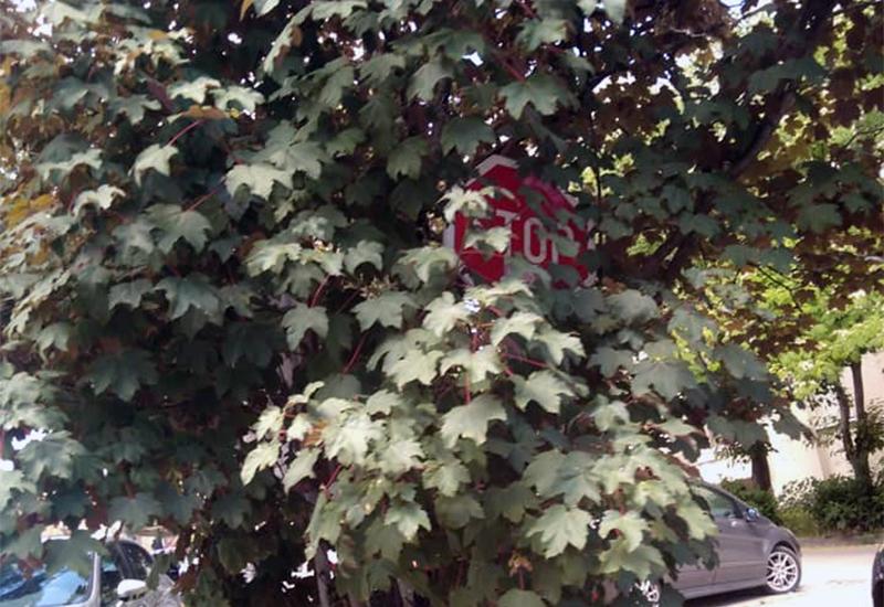 Mostar: Prometni znakovi zarasli u žbunje i stabla