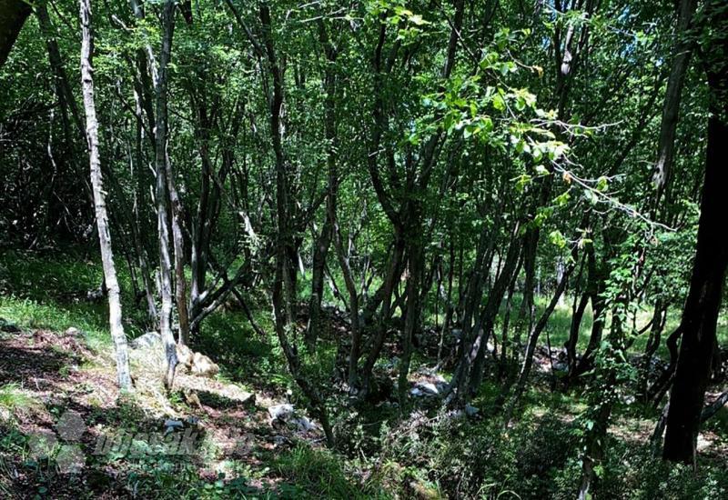 OHR: Šume su u isključivoj nadležnosti države BiH
