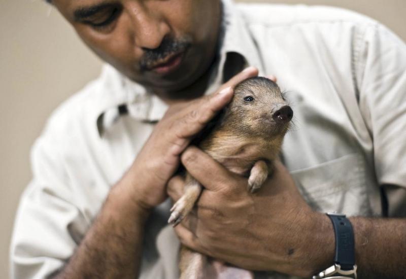 U prirodu puštene najmanje svinje na svijetu